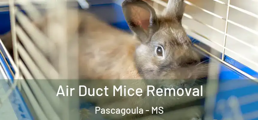 Air Duct Mice Removal Pascagoula - MS