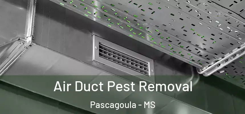Air Duct Pest Removal Pascagoula - MS